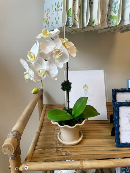 White Orchid in Ruffle Vase