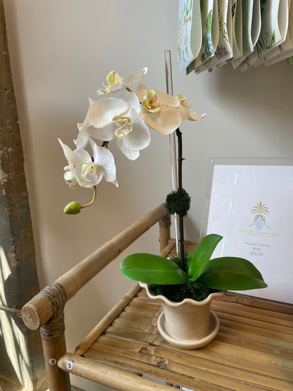 White Orchid in Ruffle Vase